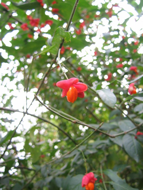 Euonymus europaeus